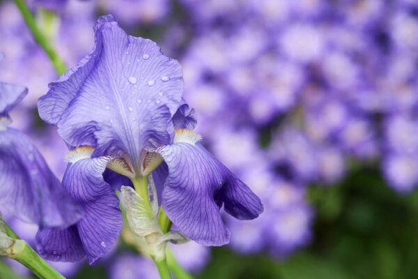 iris, flower, purple-4968987.jpg